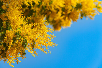 Mimosa spring flowers against blue sky background. Blooming mimosa tree over blue sky, bright sun. Spring holiday blossom on Tenerife, Spain