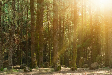 Magic forest with bright sunshine. Pine trees and rocks on the ground