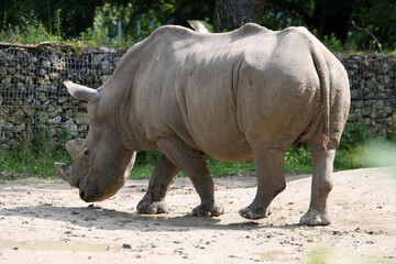 Fototapeta premium Breitmaulnashorn