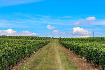 Fototapeta na wymiar Weinanbau in der Bourgogne