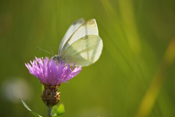 Ein Kohlweißling auf einer Wiesenflockenblume 