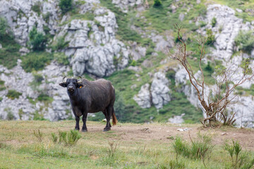 Water buffalo in mountain meadow. Bubalus bubalis. Cantabrian Mountains, Leon, Spain.