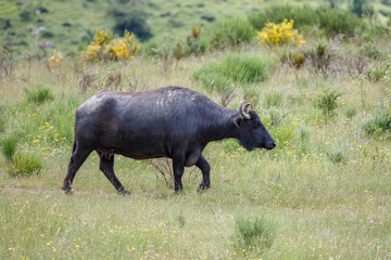 Water buffalo moving through the grassland. Bubalus bubalis. Cantabrian Mountains, León, Spain.