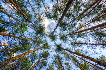 bottom view of tall pine trees in the forest against the sky and clouds