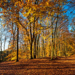 Colorful Forest of Beech Trees under blue sky in Fall, Leafs Changing Colour