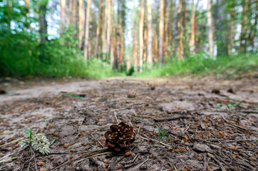 tall pine trees and a road in a forest without people