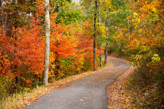 a footpath winding through a hardwood forest in the fall season, near Chattanooga, Tennessee