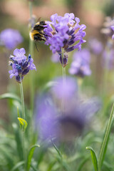 A bumblebee enjoying lavender flowers in a garden. The focus is soft.