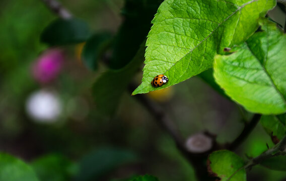 Lady bug on green leaf. Picture with copy space.