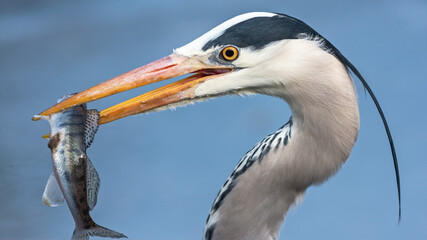 Side view of a gray heron with a fish in its beak
