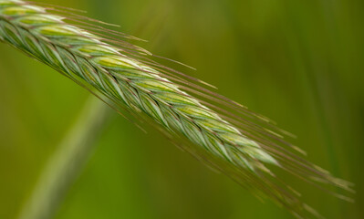 Close up of a growing barley plant