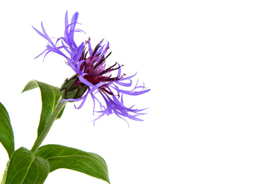 Beautiful mountain cornflower on white background
