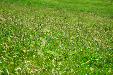 Wiese und Weide mit Gras