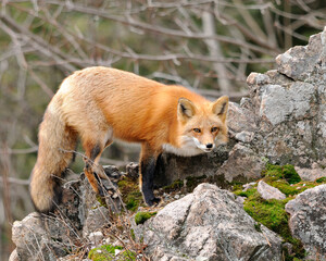 Fox stock photos. Image. Picture. Portrait. Red fox standing on big rock with moss. Fluffy bushy tail.