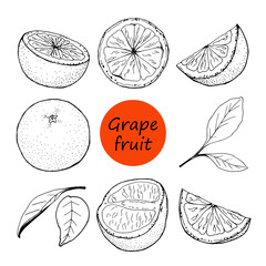 Black and white vector hand-drawn grapefruit set. Creates a summer mood and atmosphere of the tropics.