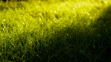 Grass field at sunset with warm sunlight and shadow in summer