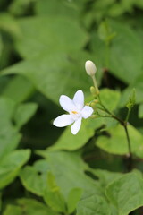 White flowers in the garden