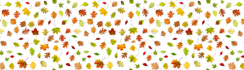 Image of autumn leaves on a white background.