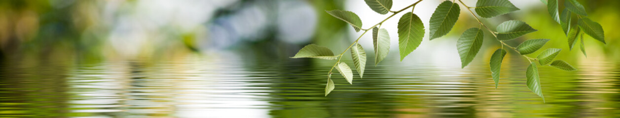 Image of a branch with leaves above the surface of the water. Wide format.