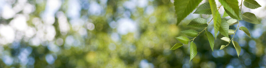 Obraz premium branch with leaves on a green blurry background