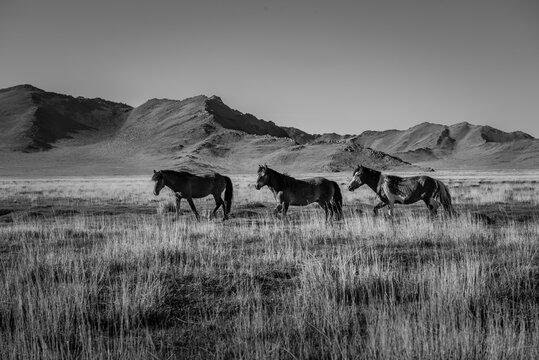 Black and white photos of Mongolian horses in the pasture.