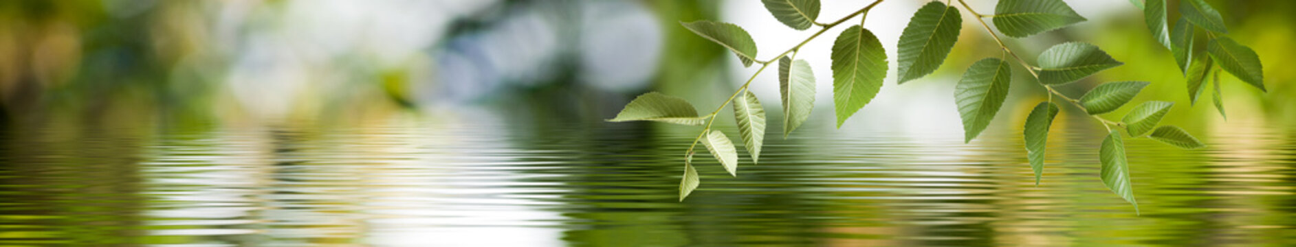 Image of a branch with leaves above the surface of the water. Wide format.