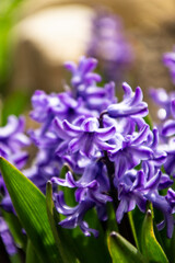 small purple flowers on a background of green leaves