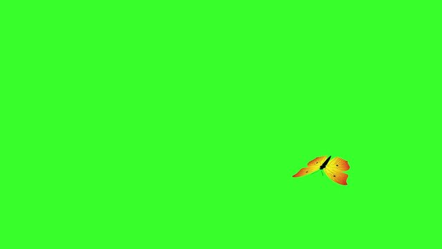 Animated colorful beauty butterfly on green screen chroma key