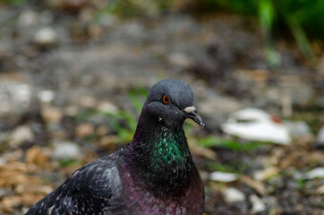 Large portrait of a blue urban pigeon