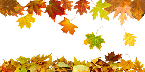 falling autumn leaves on a white background