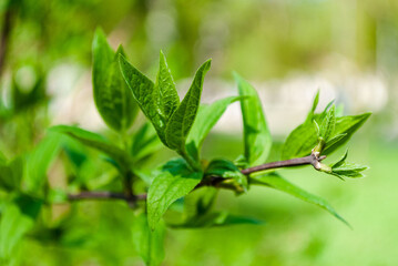 the blossoming leaves of the tree are bright green against a strong bokeh background. Sunny day, spring