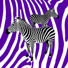Fototapeta na wymiar Beautiful Illustration Of Two African Striped Zebras