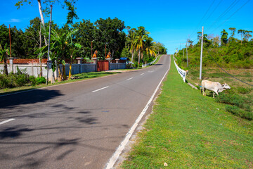 Fototapeta na wymiar Empty road and green tropical roadside. South Asia countryside travel photo. Agricultural landscape with farm and cow on green field. ropical island road view. Straight highway going up