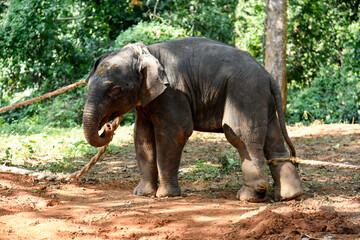 A wounded elephant calf after rescue  