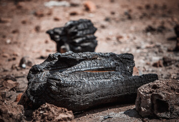 A large piece of charcoal close up lying on the ground between the stones
