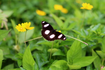 butterfly in the garden