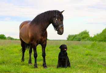 Two pets are in outdoors. One horse and one dog are standing in the countryside.