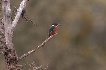 kingfisher on branch