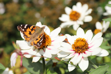 butterfly Vanessa cardui pollinates a Coreopsis Starlight flower on a sunny day