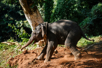A wounded elephant calf after rescue   - Powered by Adobe