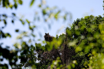 Child eagles at the top of their home waiting for food. Foreground blurred view.  
