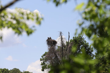 Child eagles in the top of their home waiting for foods. Foreground blurred view.  
