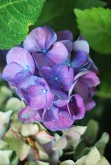 violet flowers in the garden