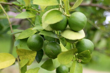 Lemon tree