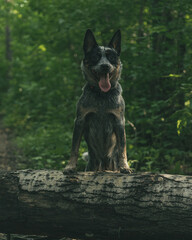 Portrait of Australian cattle dogs. Dog is designed for pastoral service.