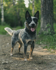 Portrait of Australian cattle dogs. Dog is designed for pastoral service.