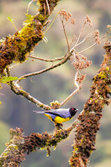 Tangara Montana Encapuchada / Hooded Mountain-Tanager / Buthraupis montana - Guango, Ecuador