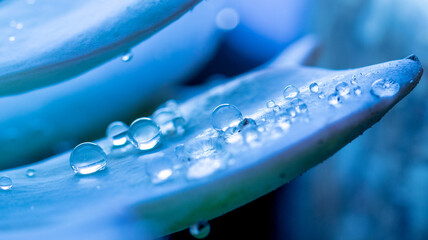 Close up of water droplets on the leaf of a succulent plant - Powered by Adobe