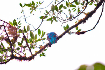 Quetzal crestado / Resplendent quetzal / Pharomachrus antisanus - Guango, Ecuador