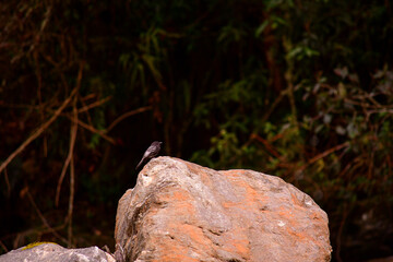Ave en una roca del río Guango, Ecuador